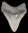 Serrated, Juvenile Megalodon Tooth - South Carolina #52957-1